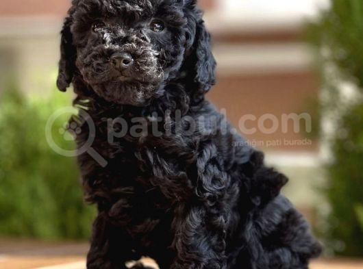 Si̇yah Toy Poodle Yavrular