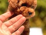 Red Brown Toy Poodle Yavrular