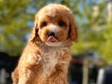MİNİ TOY POODLE YAVRULAR