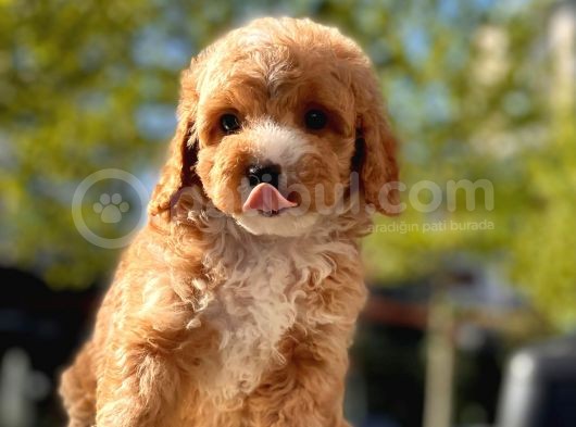 Mi̇ni̇ Toy Poodle Yavrular