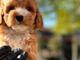 Mi̇ni̇ Toy Poodle Yavrular
