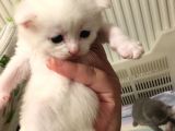 Scottish Fold Kedimin Yavrularını Sahiplendiriyorum