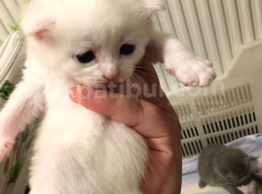 Scottish Fold Kedimin Yavrularını Sahiplendiriyorum görsel