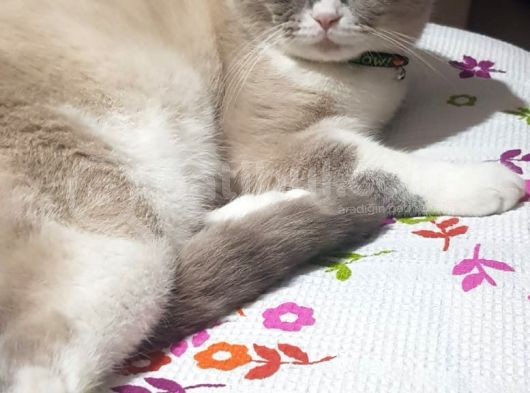 Safkan Ve Irk Garantisi