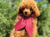 Red Toy Poodle Yakışıklı Yavrumuz