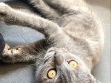 Erkek Safkan Scottish Fold