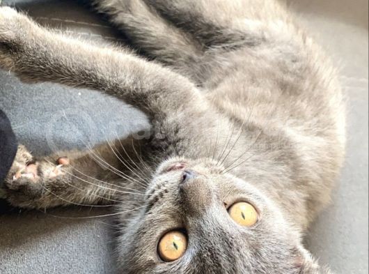 Erkek Safkan Scottish Fold