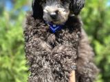 Micro Chipli Pasaportlu Silver Toy Poodle Yavrumuz :)