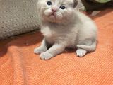 Scottish Fold Kedimin Yavrularını Sahiplendiriyorum