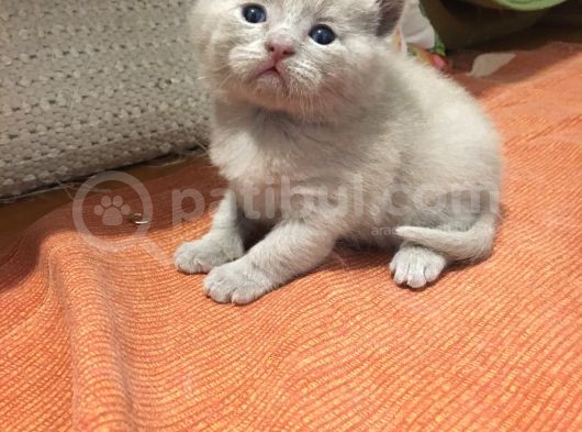 Scottish Fold Kedimin Yavrularını Sahiplendiriyorum görsel