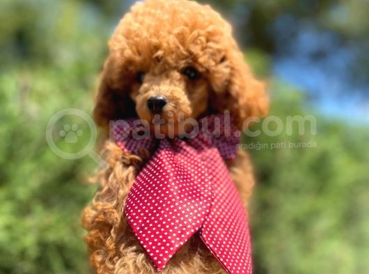 Red Toy Poodle Yakışıklı Yavrumuz görsel