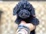 Si̇yah Toy Poodle Yavrular