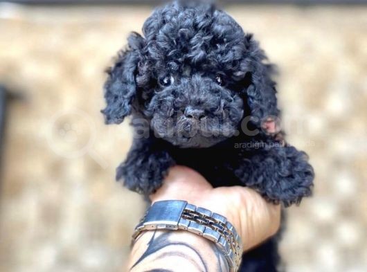 Si̇yah Toy Poodle Yavrular görsel
