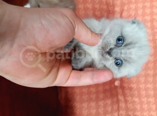 Blue Point Yavrumuz Yeni Ailesini Arıyor Çok Oyuncul Sevecen Sağlıklı Yavrumuz Gitmeye Hazır Durumdadır