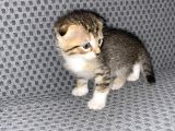 British Safkan Scottish Fold