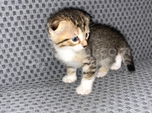 British Safkan Scottish Fold görsel