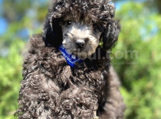 Micro Chipli Pasaportlu Yakışıklı Silver Toy Poodle Yavrumuz görsel