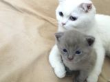 Scottish Fold Kedimin Yavrularını Sahiplendiriyorum