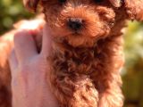Red Brown Toy Poodle Yavrular