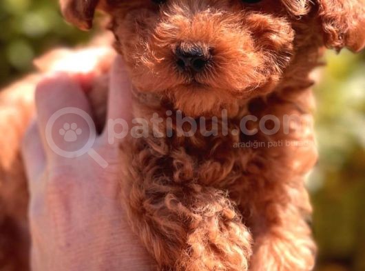 Red Brown Toy Poodle Yavrular görsel