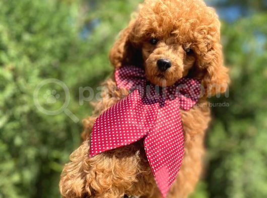Orjinal Red Toy Poodle Yavrumuz görsel