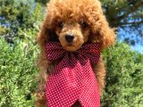 Orjinal Red Toy Poodle Yavrumuz
