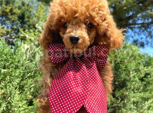 Orjinal Red Toy Poodle Yavrumuz görsel