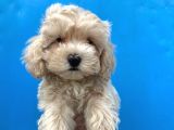 Orjinal Maltipoo Bebekler :)