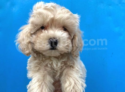 Orjinal Maltipoo Bebekler :) görsel