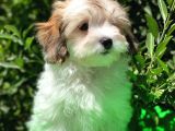 İrk Ve Saglik Garantili Safkan Morkie Yavrularimiz