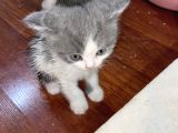British Safkan Scottish Fold