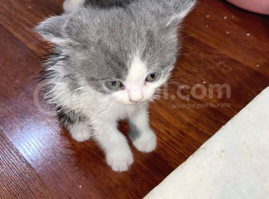British Safkan Scottish Fold görsel