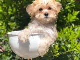 A Kalite Morkie Yavrularimiz İrk Garantili