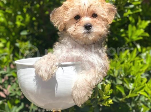 A Kalite Morkie Yavrularimiz İrk Garantili görsel