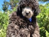 Micro Chipli Pasaportlu Silver Toy Poodle Yavrumuz :)