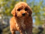 Red Brown Toy Poodle Yavrular