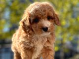 Mi̇ni̇ Toy Poodle Yavrular