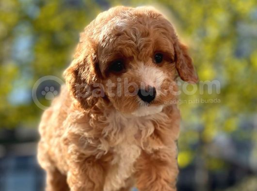 Mi̇ni̇ Toy Poodle Yavrular görsel