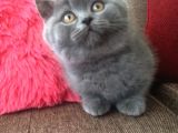 Britiş shorthair erkek iki aylık