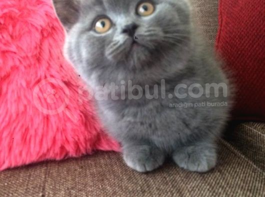 Britiş Shorthair Erkek Iki Aylık