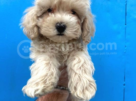 Maltipoo Bebeklerimiz görsel