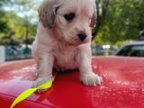 1.5 Aylik Akilli Saf Kan Terrier