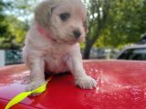 1.5 Aylik Akilli Saf Kan Terrier