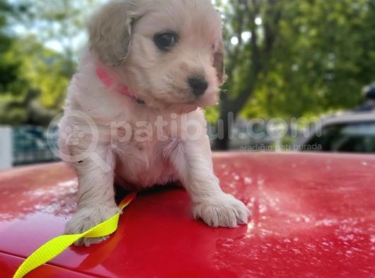 1.5 Aylik Akilli Saf Kan Terrier görsel