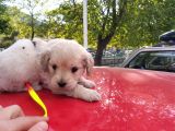 1.5 Aylik Akilli Saf Kan Terrier