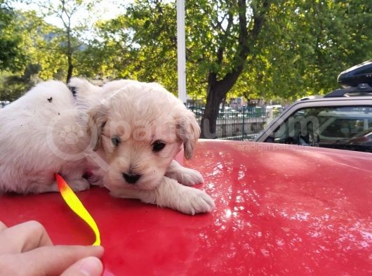 1.5 Aylik Akilli Saf Kan Terrier görsel