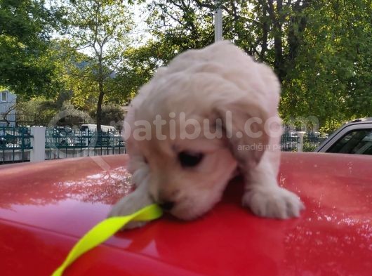1.5 Aylik Akilli Saf Kan Terrier görsel
