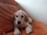 Baby Face Golden Yavrular