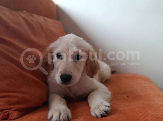 Baby Face Golden Yavrular görsel
