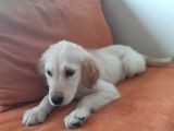 Baby Face Golden Yavrular